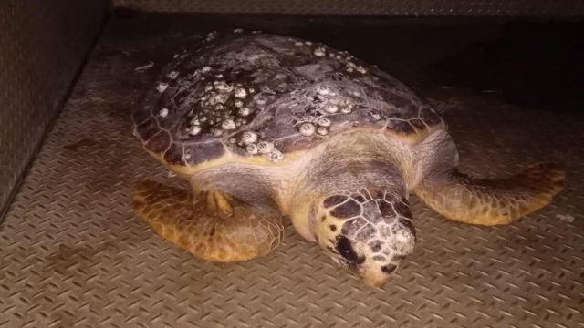 Körfez'de bulunan caretta ceratta DEKAMER'e gönderildi