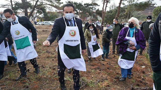 Ayvalık'ta yanan alana tohum saçıldı, fidan dikildi