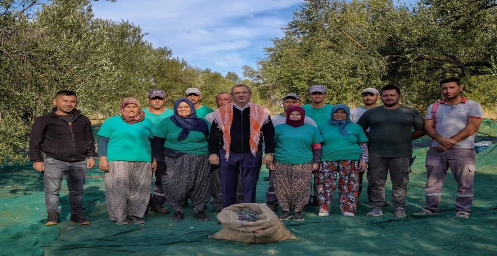 Başkan Ergin zeytin topladı