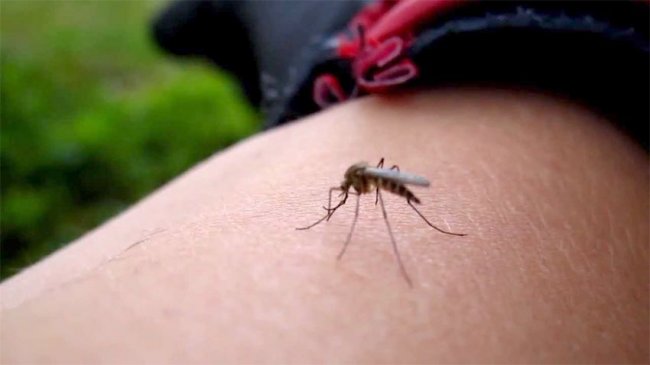 Sivrisinek'ten kurtulmak için ne yapmalı?..