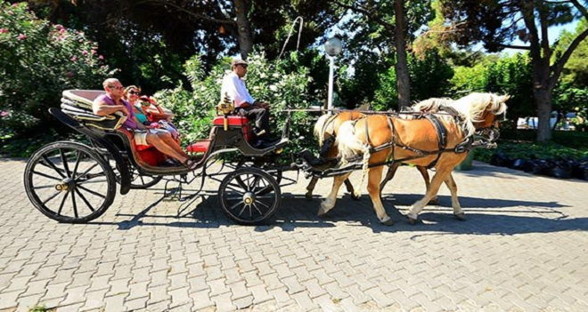 FAYTONLAR AKHİSAR, ATLAR AVUSTURYADAN...