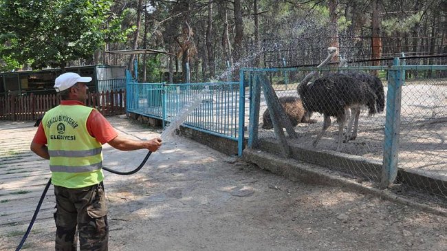 Aşırı sıcaklardan hayvanlar hortumla sulanarak serinletiliyor...