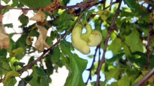 Bu meyveyi görenler şaşırıyor...