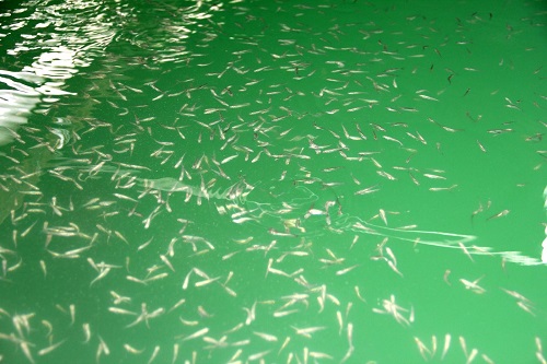 NESLİ TÜKENMEKTE OLAN KABABURUN BALIĞININ ÜRETİLDİ