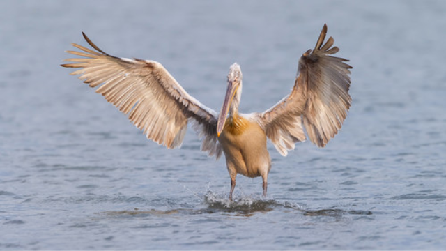 KUŞ CENNETİNDE KUŞ TÜRÜ SAYISI 292'YE ÇIKTI...