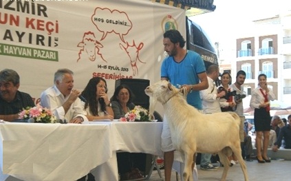 İŞTE SEFERİHİSAR'IN KEÇİ GÜZELİ