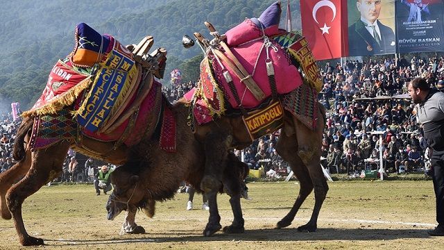 Deve güreşine büyük ilgi!..