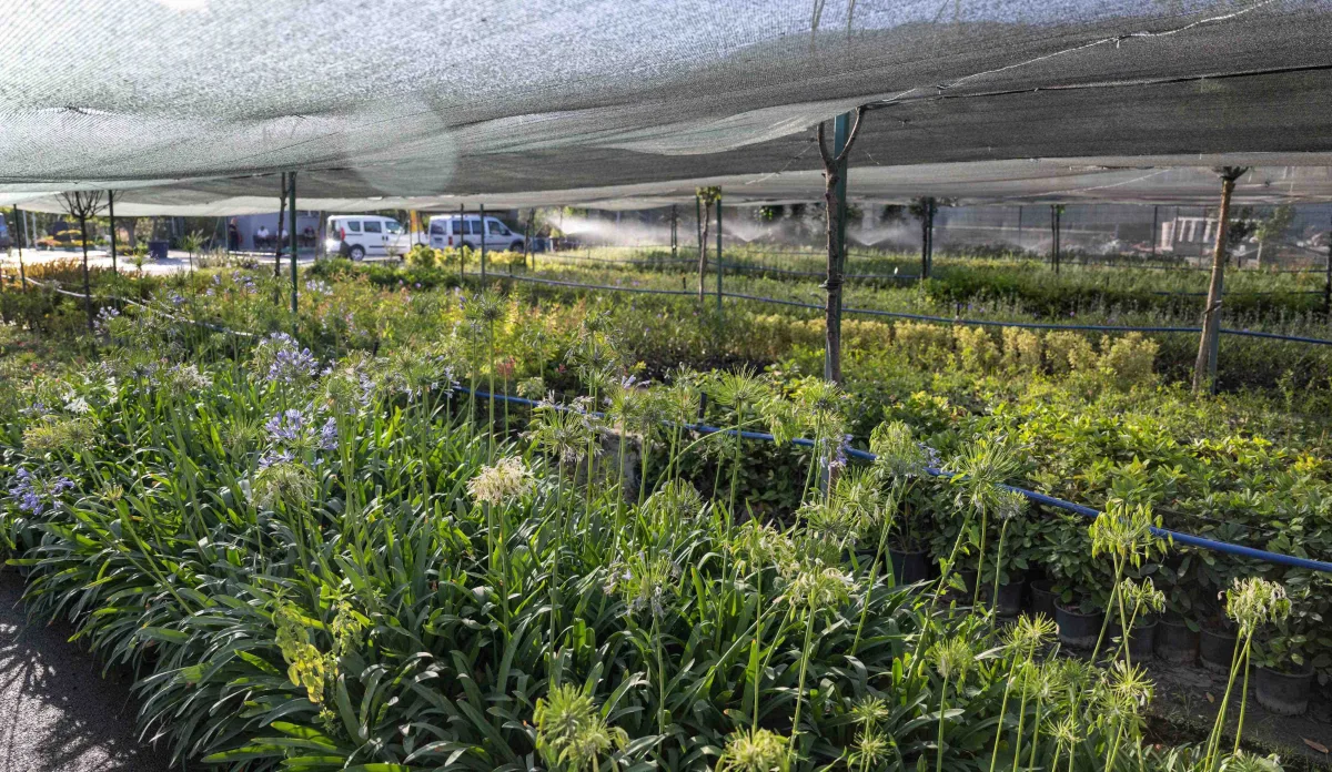 İzmir’in ilk lavanta parkı geliyor