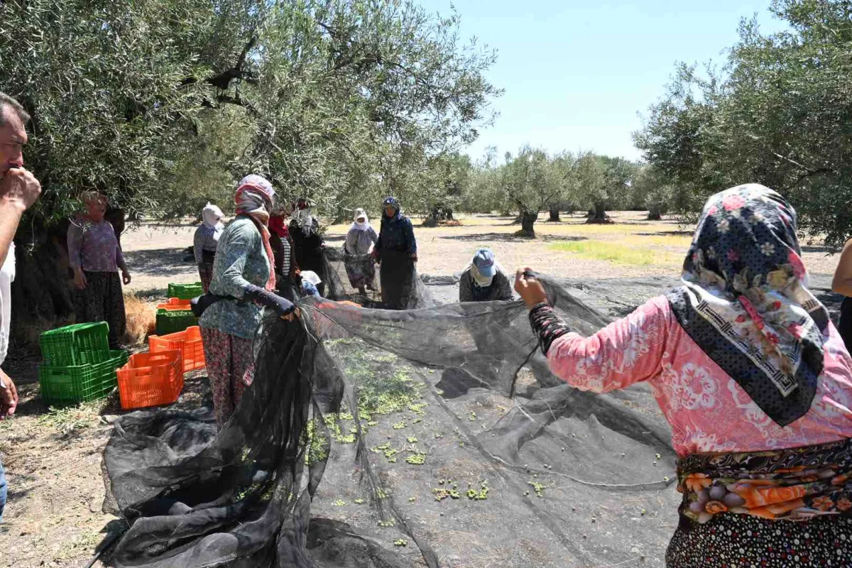 Türkiye’de sezonun ilk zeytin hasadı Dikili Bademli’de