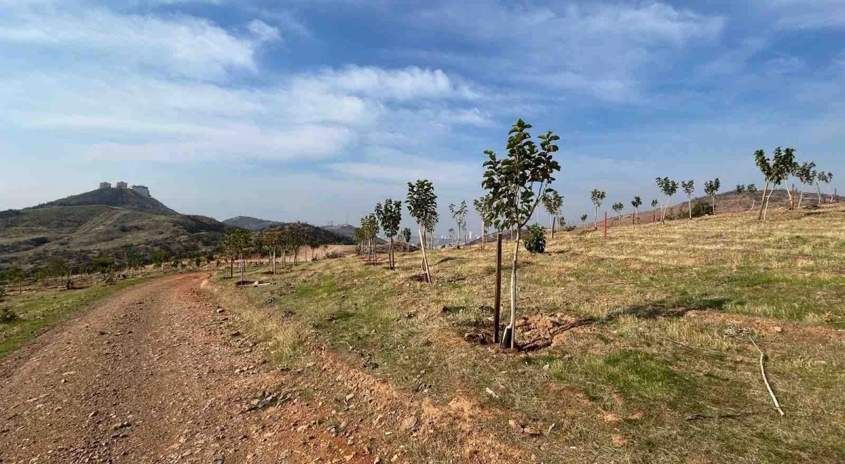 İzmir'de döküm sahaları yeşil alana dönüşüyor